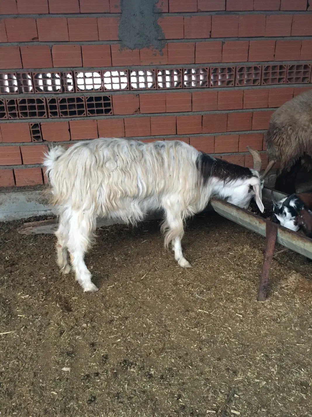 بز ماده و بزقاله نر|حیوانات مزرعه|سیمین شهر, |دیوار
