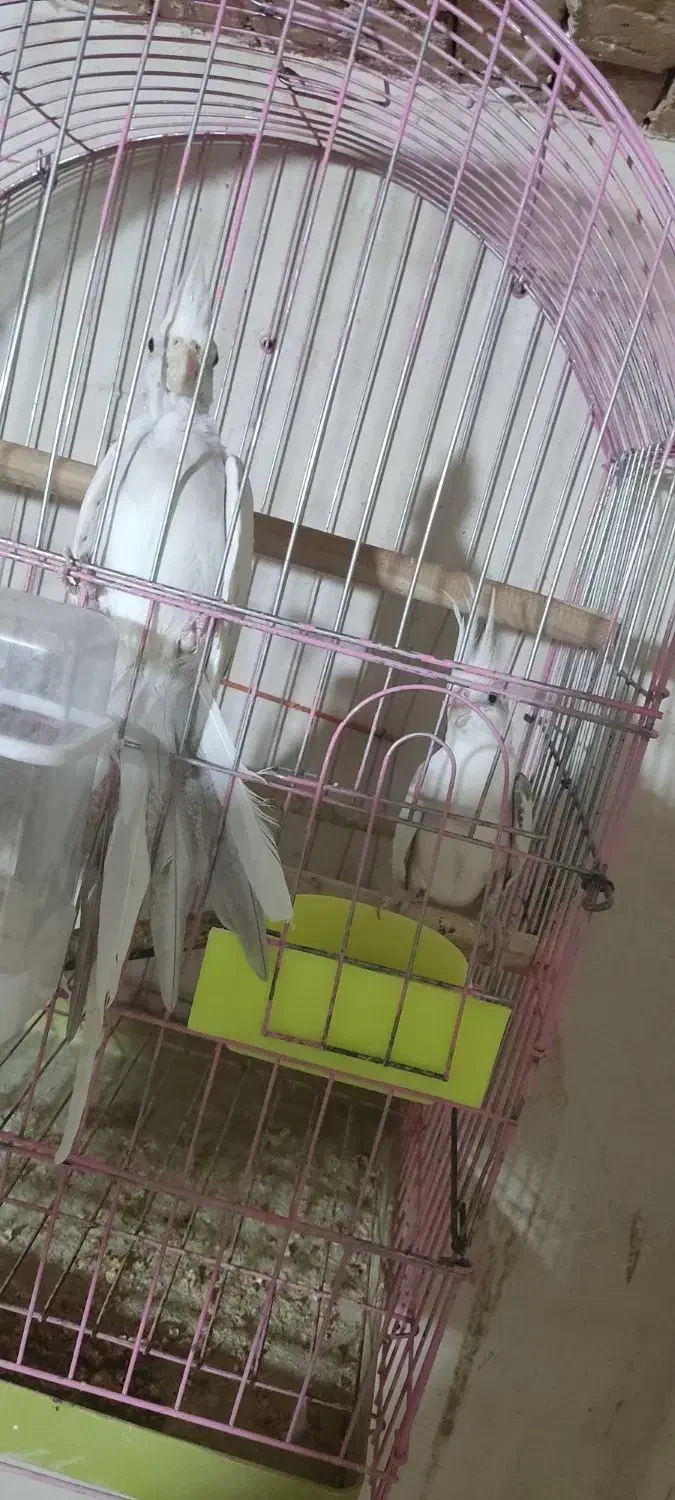 عروس هلندی آلبینو دوکت معاوضه با لاری (در سلماس)|پرنده|خوی, |دیوار