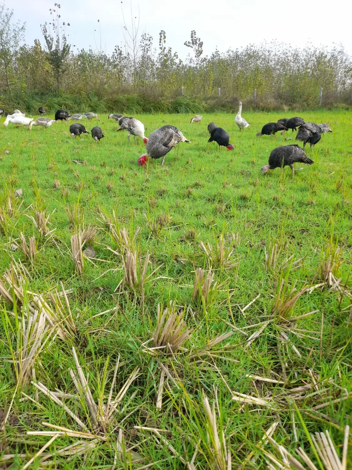 بوقلمون وخروس|حیوانات مزرعه|سنگر, |دیوار