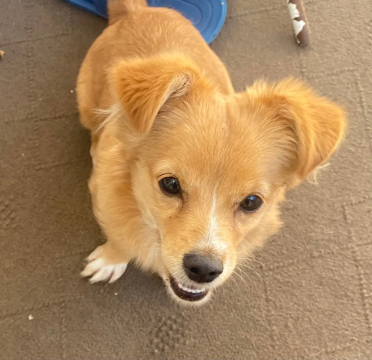 توله سگ|سگ|گرگان, |دیوار