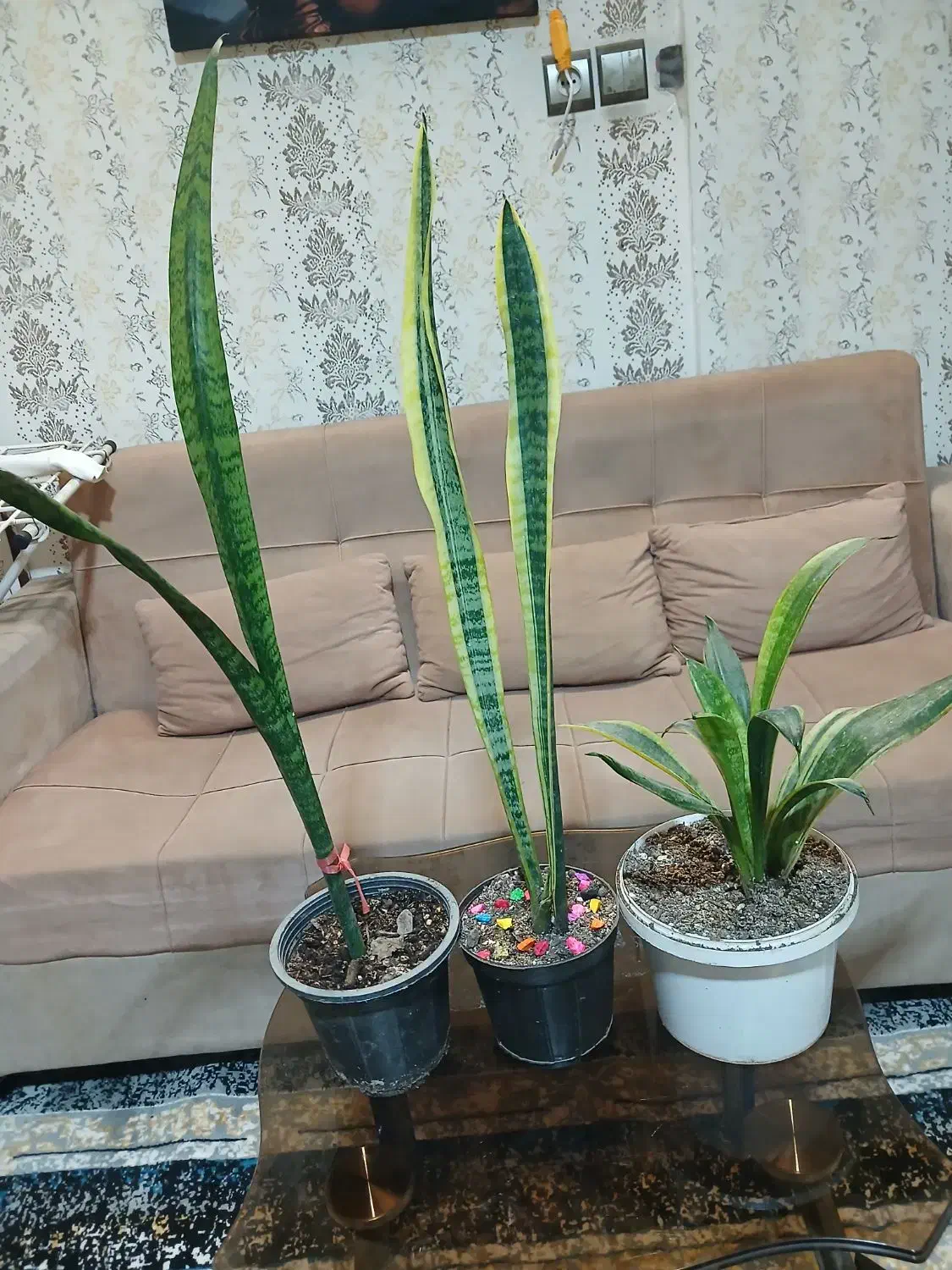 گل قیمت مناسب|کلکسیون و سرگرمی|مشهد, شهرک امام هادی (شهرک غرب)|دیوار