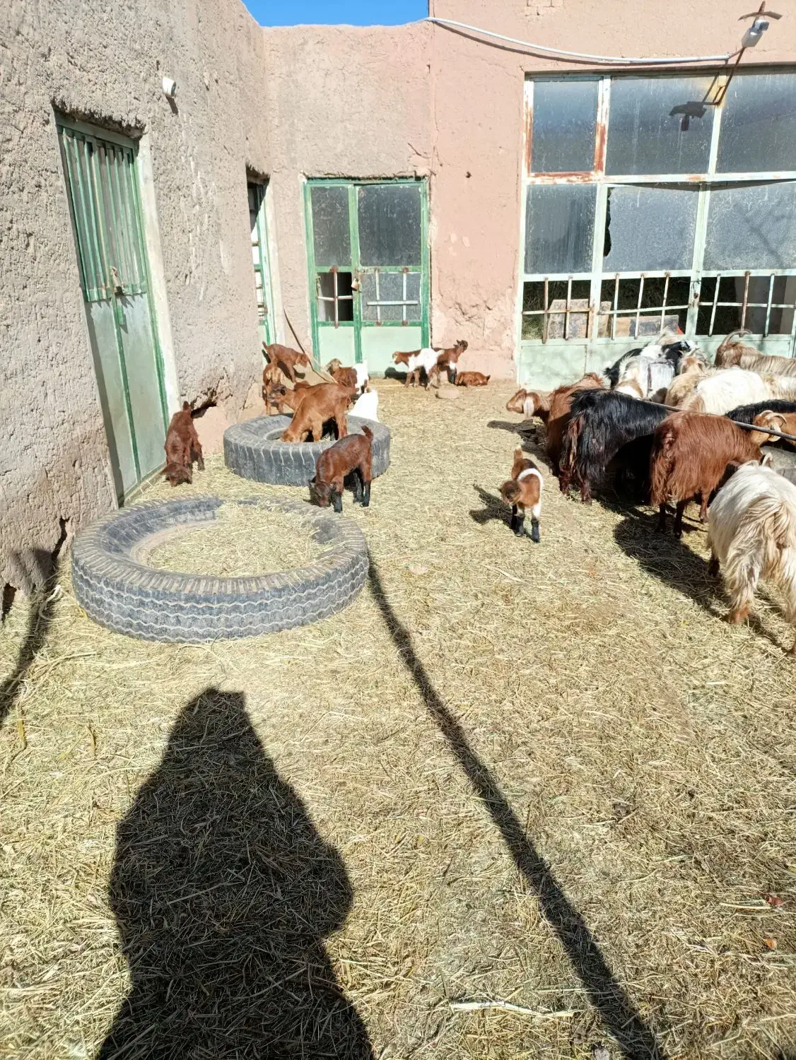 بزوکره|حیوانات مزرعه|چترود, |دیوار