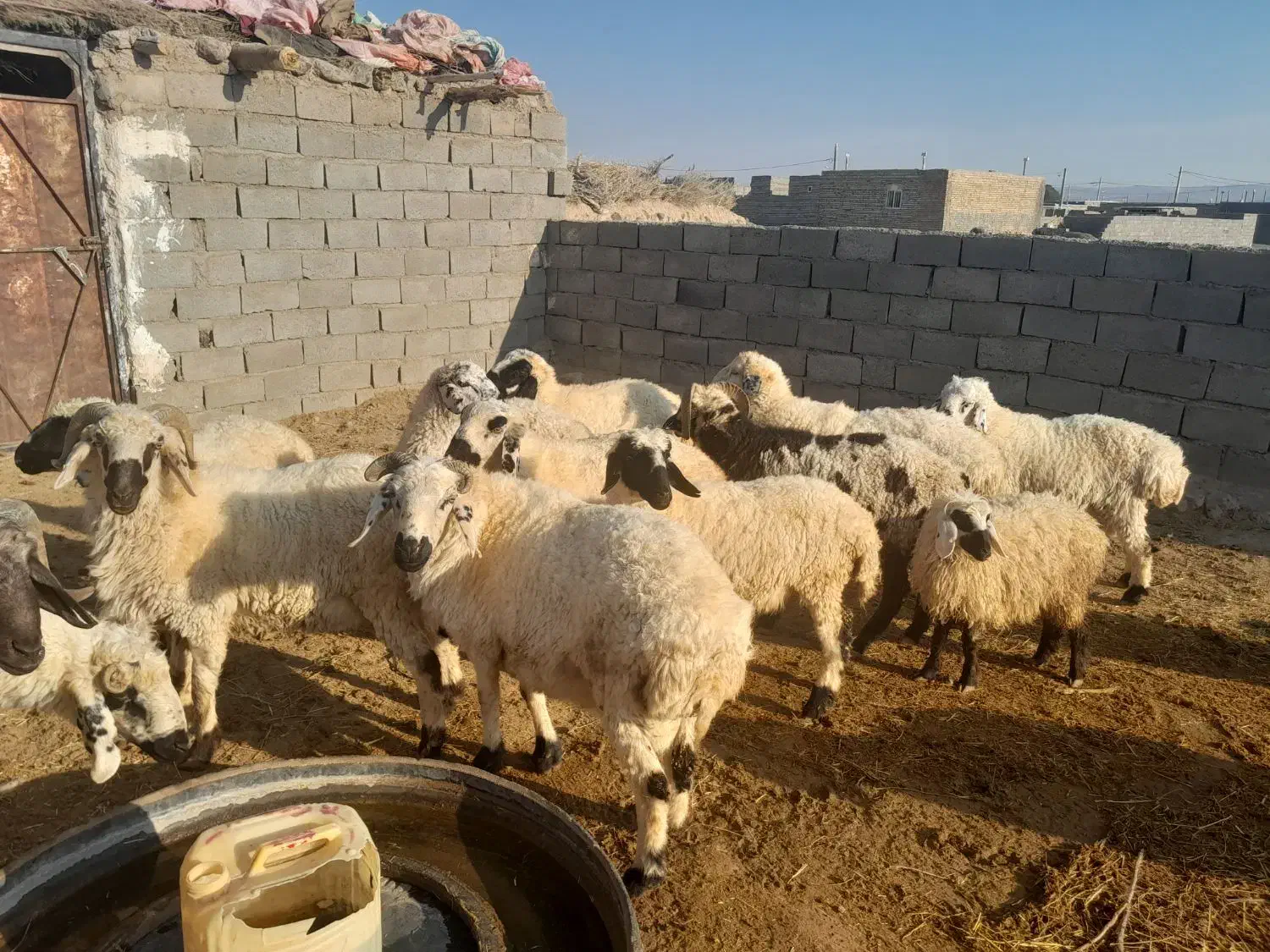 بره و شیشک فروشی سربیشه|حیوانات مزرعه|سربیشه, |دیوار