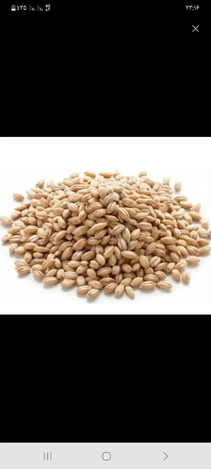 گندم آبی پیشگام بذر|خوردنی و آشامیدنی|کلیائی, |دیوار