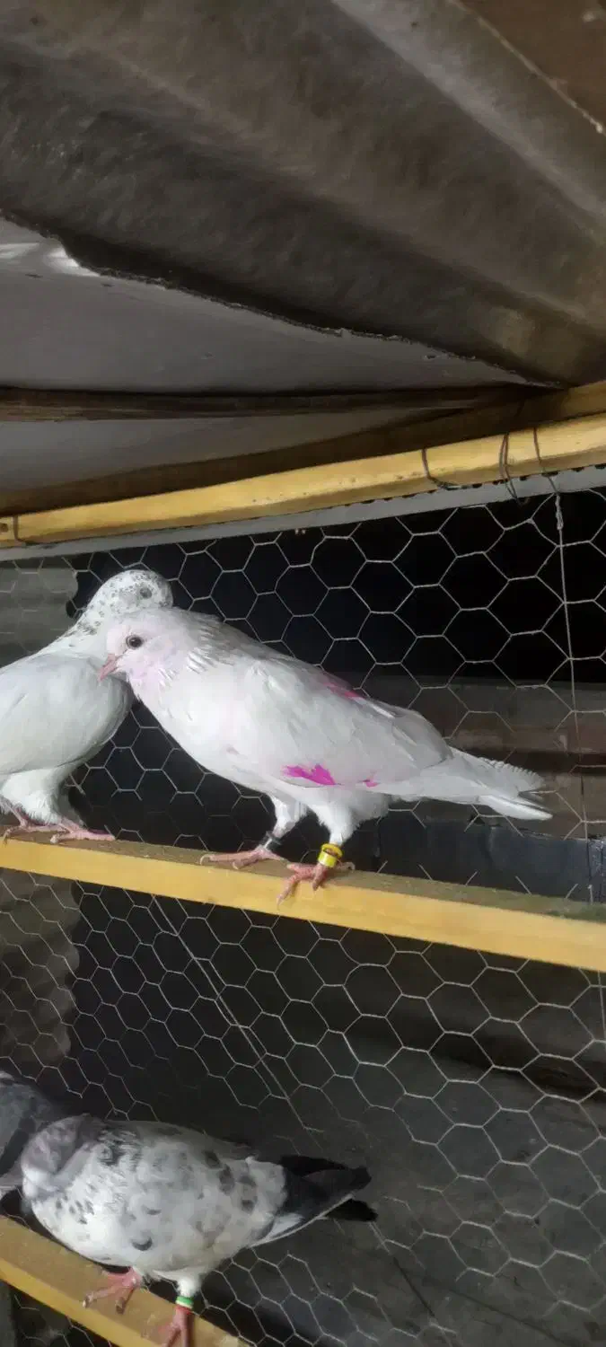 کبوترهای امانتی که گم شدن|حیوانات|خوی, |دیوار