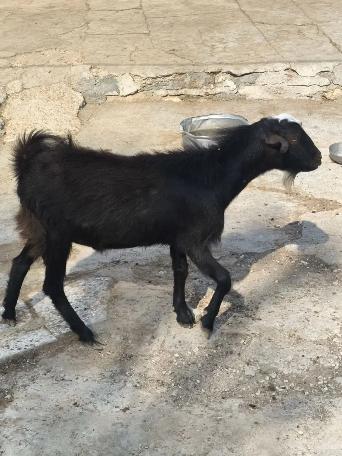 کره نر|حیوانات مزرعه|بندر دیر, |دیوار