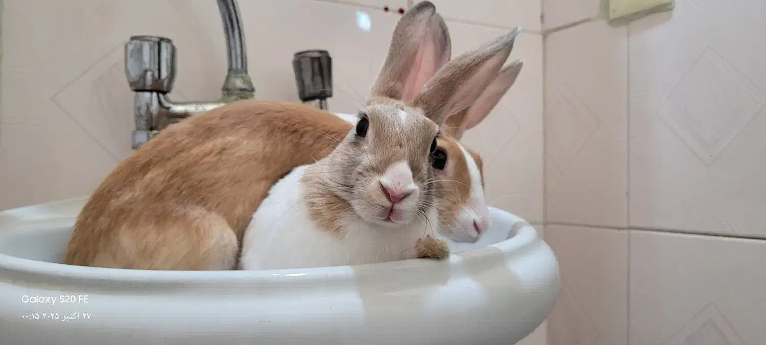 خرگوش نر باهوش و خونگی|موش و خرگوش|ری, دولتآباد|دیوار