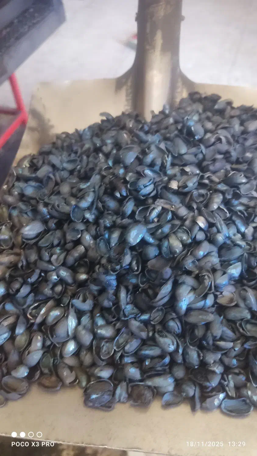 کربن پسته درجه یک/عمده|عمده‌فروشی|کرج, کمال‌شهر|دیوار