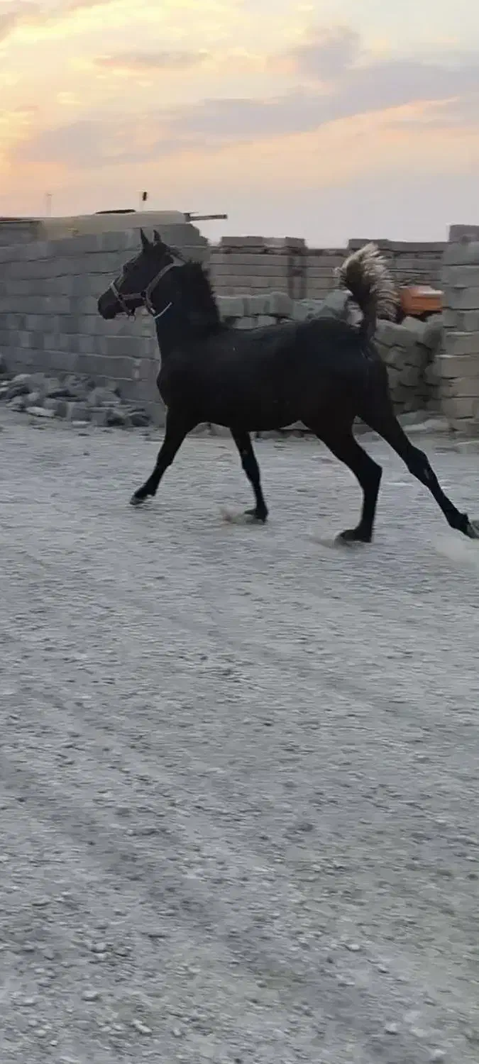 کره اسب شجره داره|اسب و تجهیزات اسبسواری|کرمانشاه, |دیوار