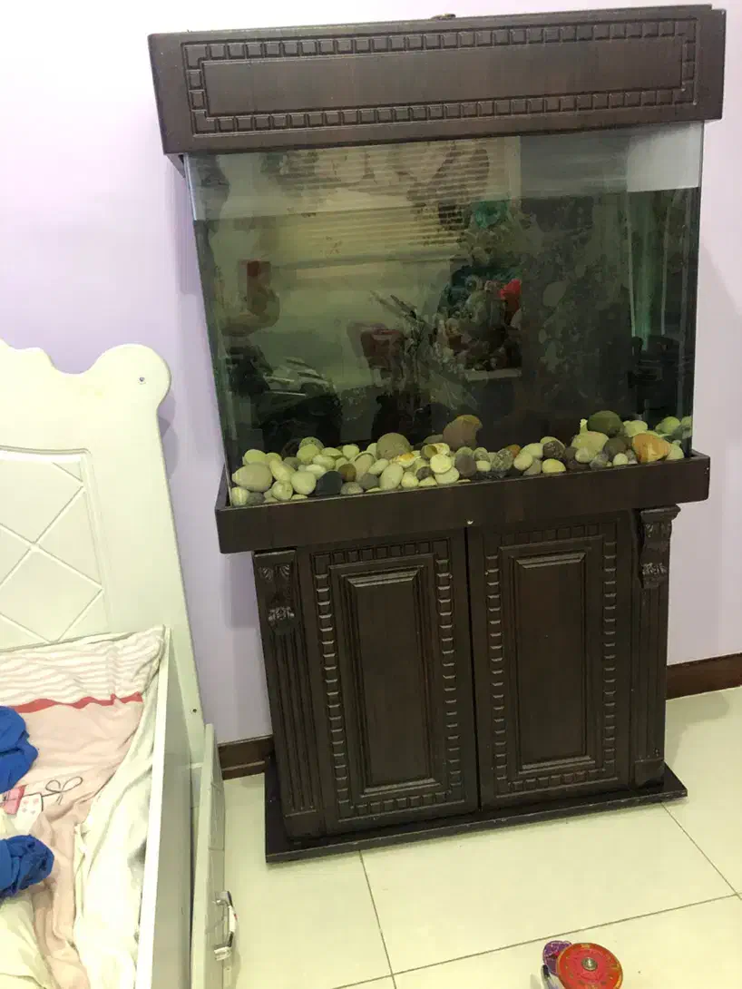 اکواریوم|ماهی|تهران, چیتگر شمالی|دیوار