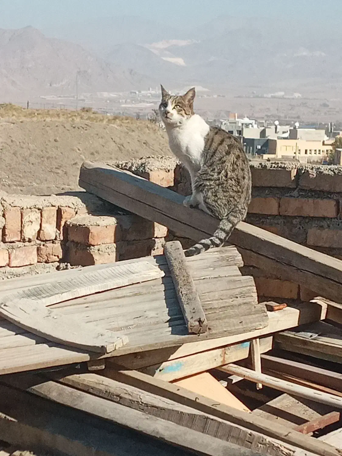 گربه آواکاتسا|گربه|مرند, |دیوار