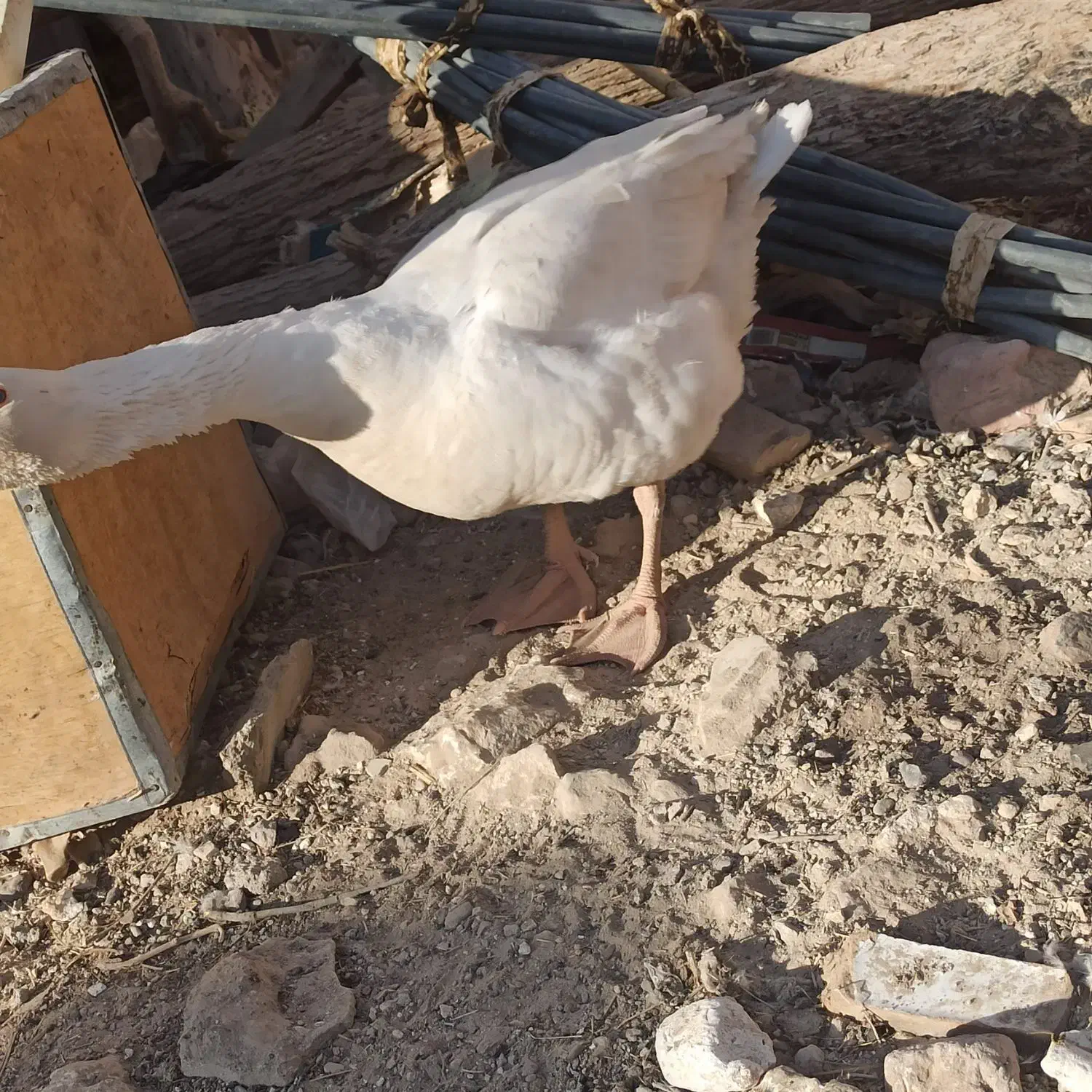 بت یا غاز|حیوانات مزرعه|زابل, |دیوار