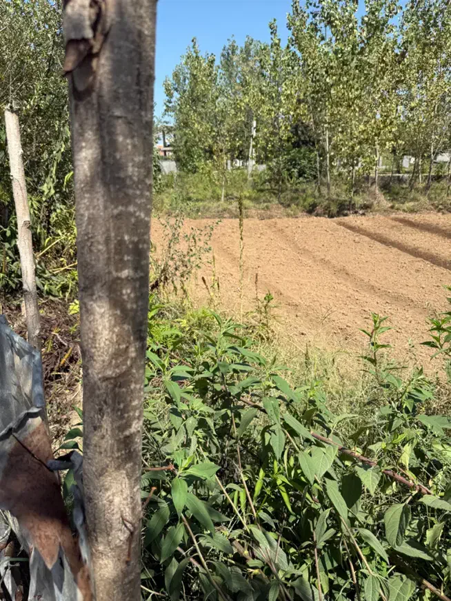 فروش زمین ۴۵۰۰ متری در پیله داربن|فروش زمین و ملک کلنگی|رشت, پیله داربن|دیوار