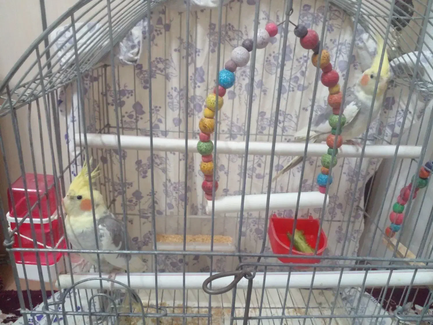 یک جفت عروس هلندی|پرنده|رباط‌کریم, آدران|دیوار