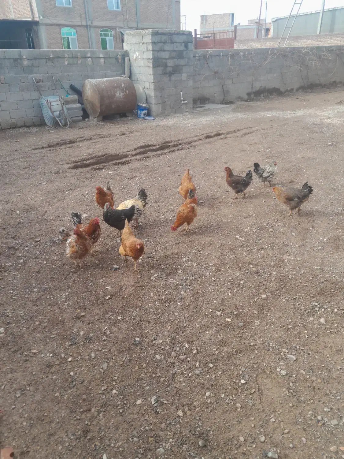 مرغ خروس|حیوانات مزرعه|باروق, |دیوار