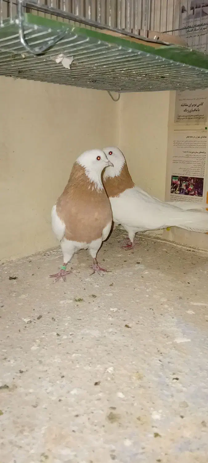 کفتر و کبوتر|پرنده|تهران, تختی|دیوار