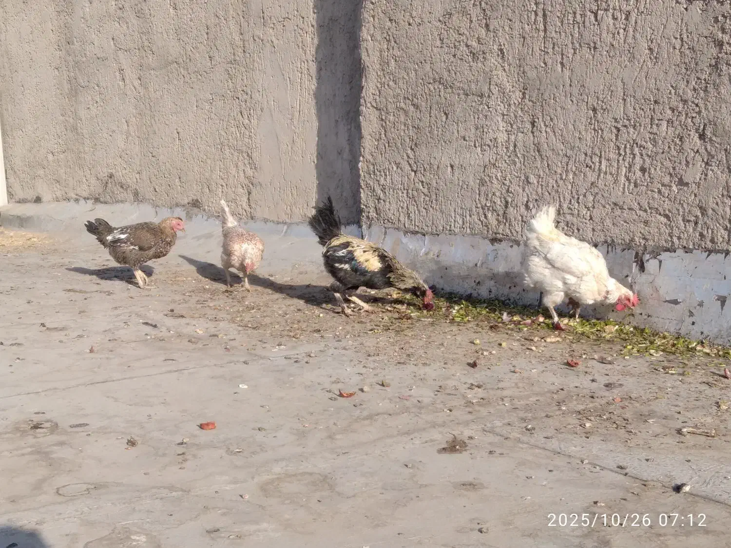 مرغ و خروس|حیوانات مزرعه|زاهدان, |دیوار