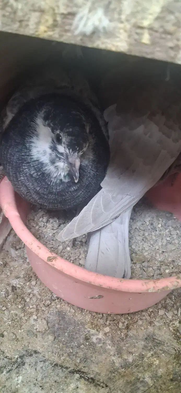 کبوتر|پرنده|تهران, زرکش|دیوار