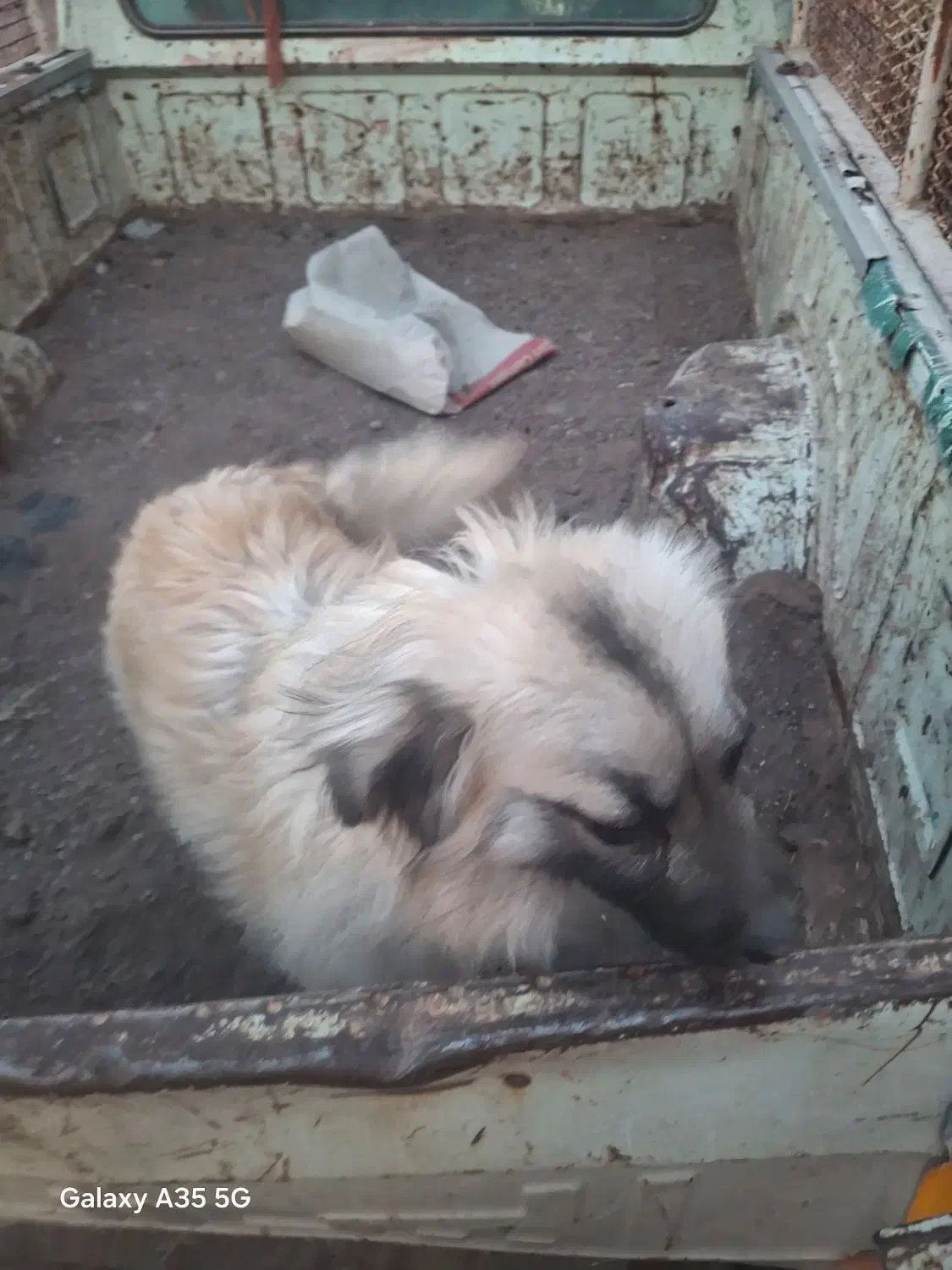 سگ پاکوتاه|سگ|رفسنجان, |دیوار