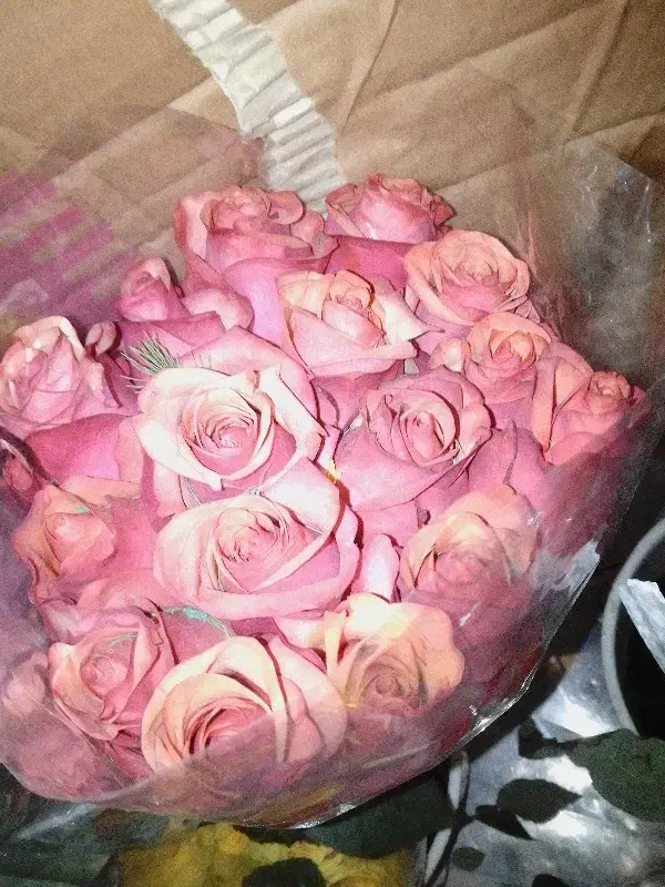 گل رز|گل و گیاه طبیعی|برازجان, |دیوار