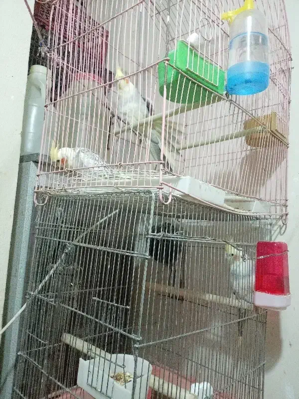 عروس هلندی رام رام مولد|پرنده|سنقر, |دیوار