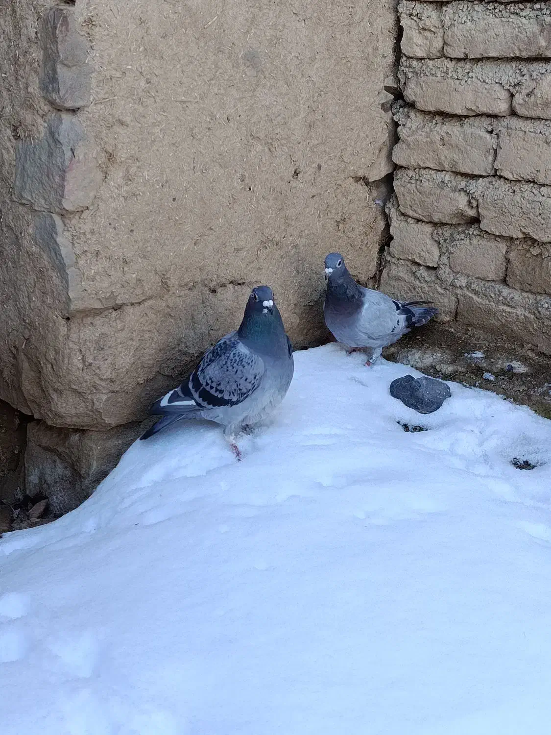 کبوتر آتم|پرنده|ارومیه, |دیوار