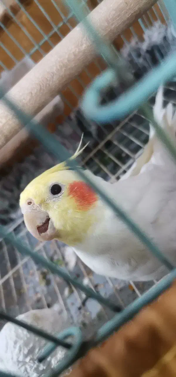 طوطی عروس هلندی|پرنده|کرمان, |دیوار