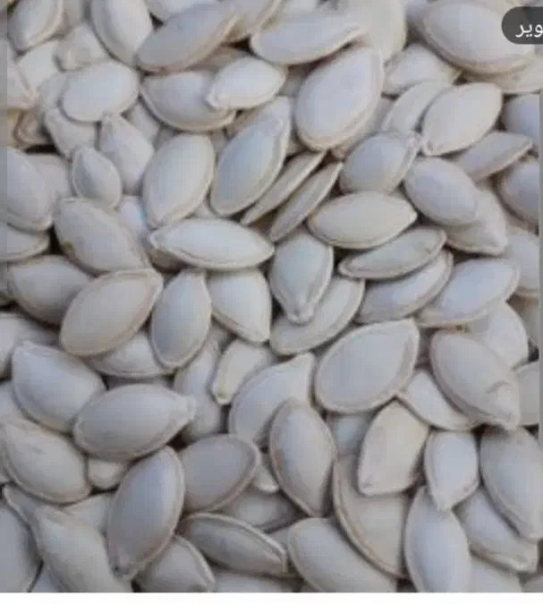 تخمه کدو خام فقط ۲کیلو مانده|خوردنی و آشامیدنی|میاندوآب, |دیوار