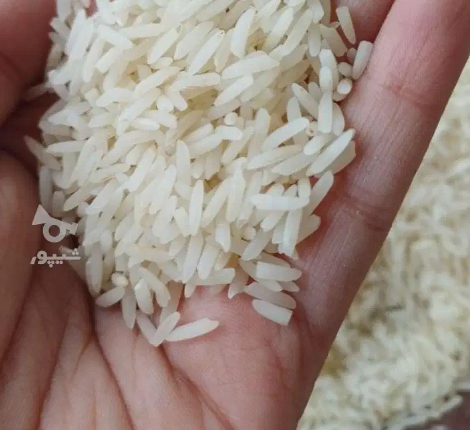 فروش برنج هاشمی سورتینگ شده و عالی یشرط|خوردنی و آشامیدنی|رشت, رشتیان|دیوار