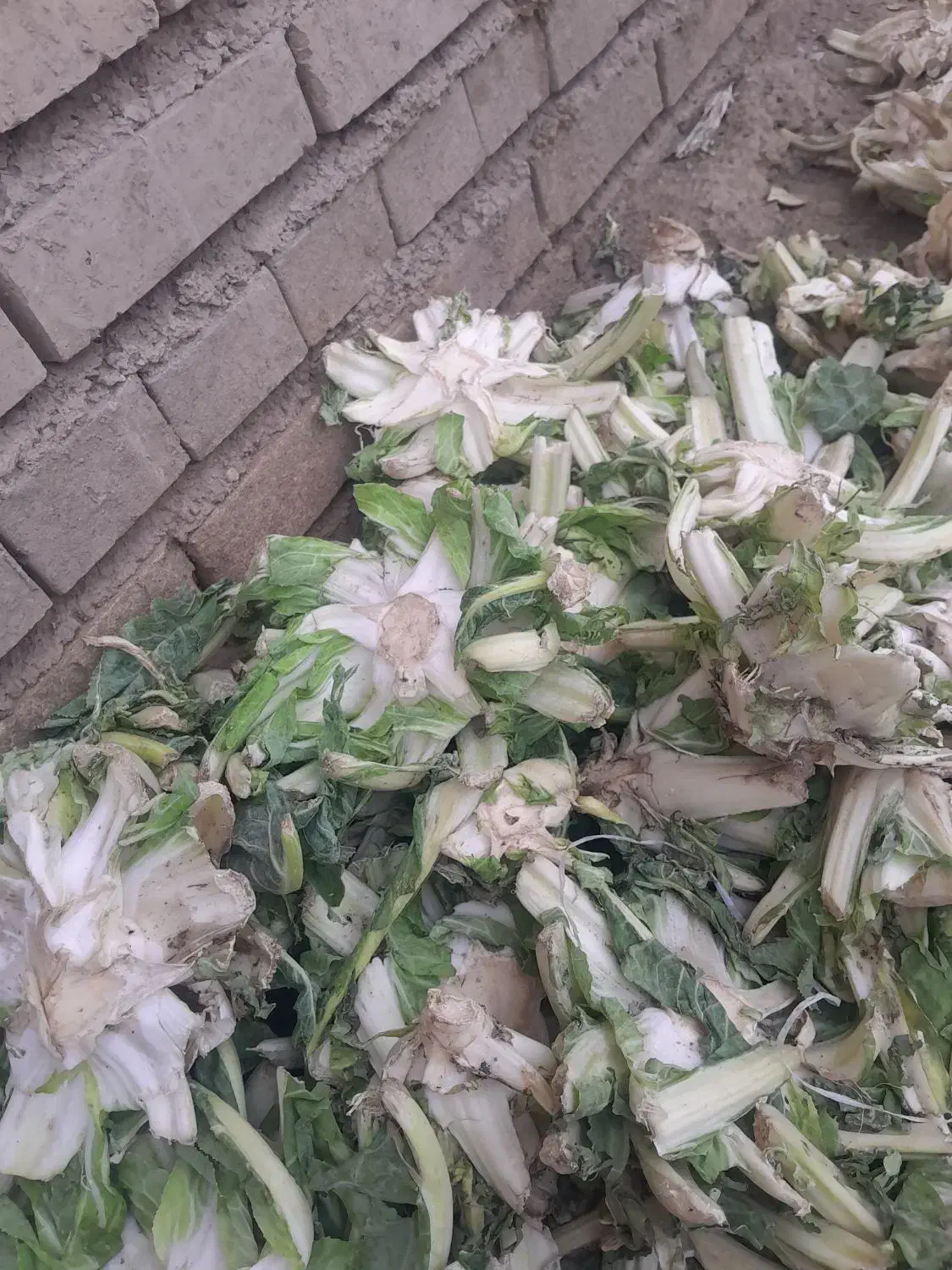 علوفه دام|لوازم جانبی حیوانات|گنبد کاووس, |دیوار