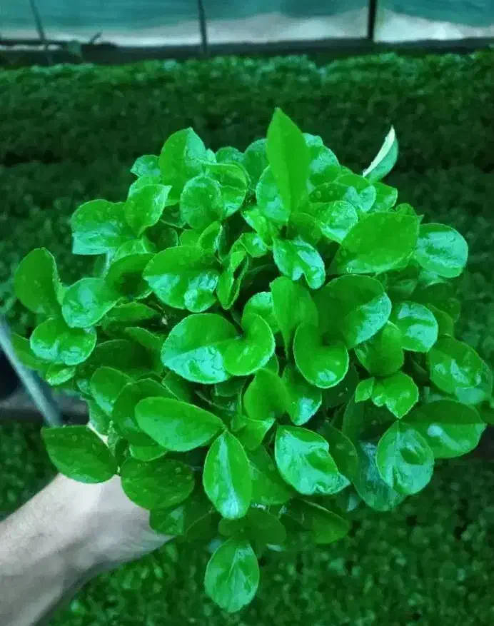 سبزه نارنج|گل و گیاه طبیعی|طبس, |دیوار