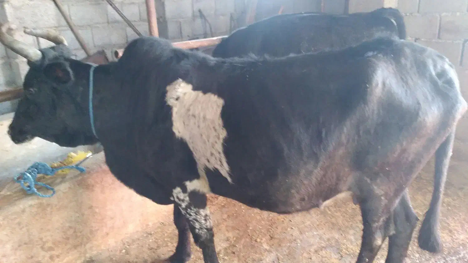 گاو|حیوانات مزرعه|رودبنه, |دیوار