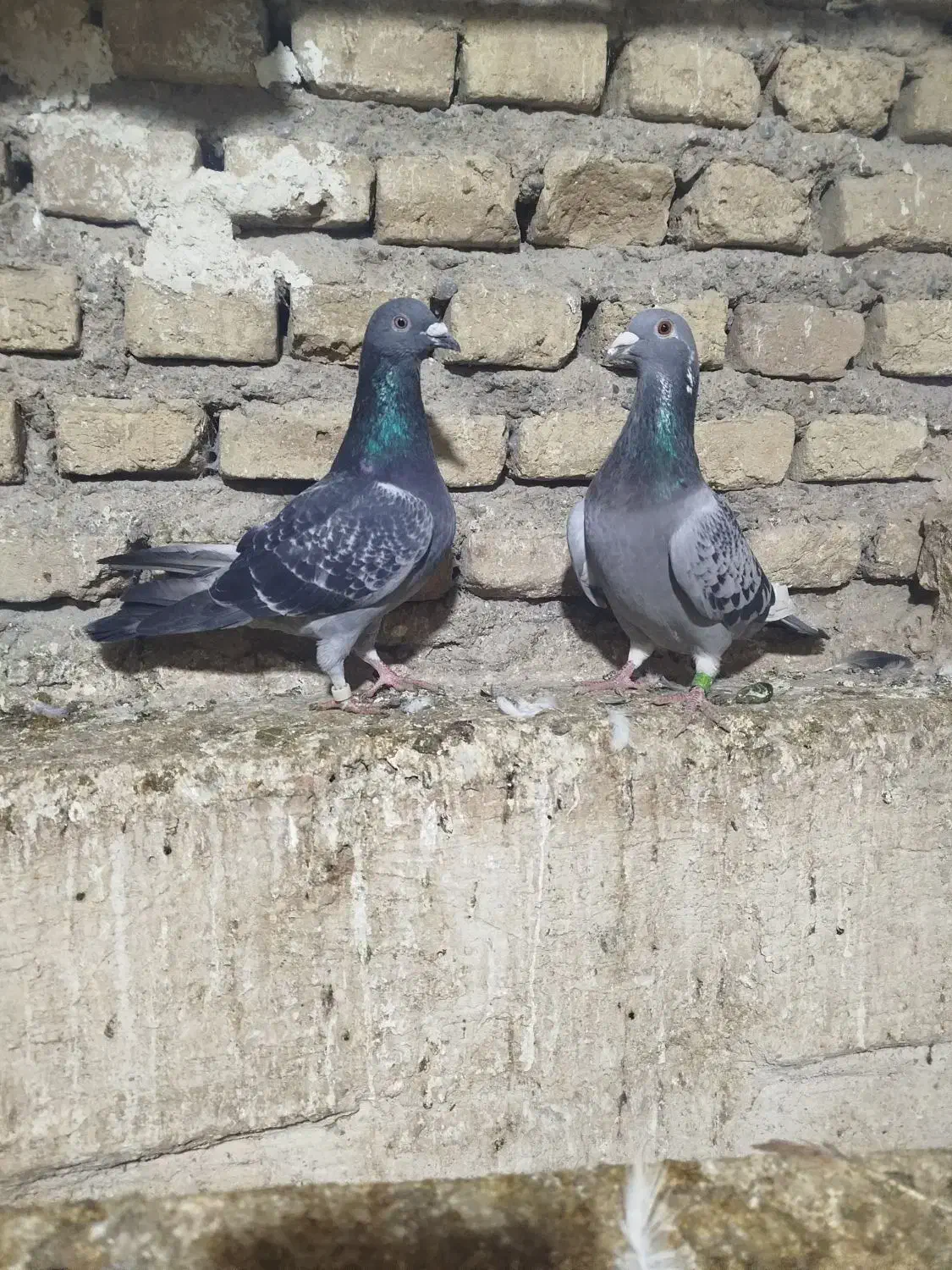 جوجه مصافتی|پرنده|فاضل آباد, |دیوار