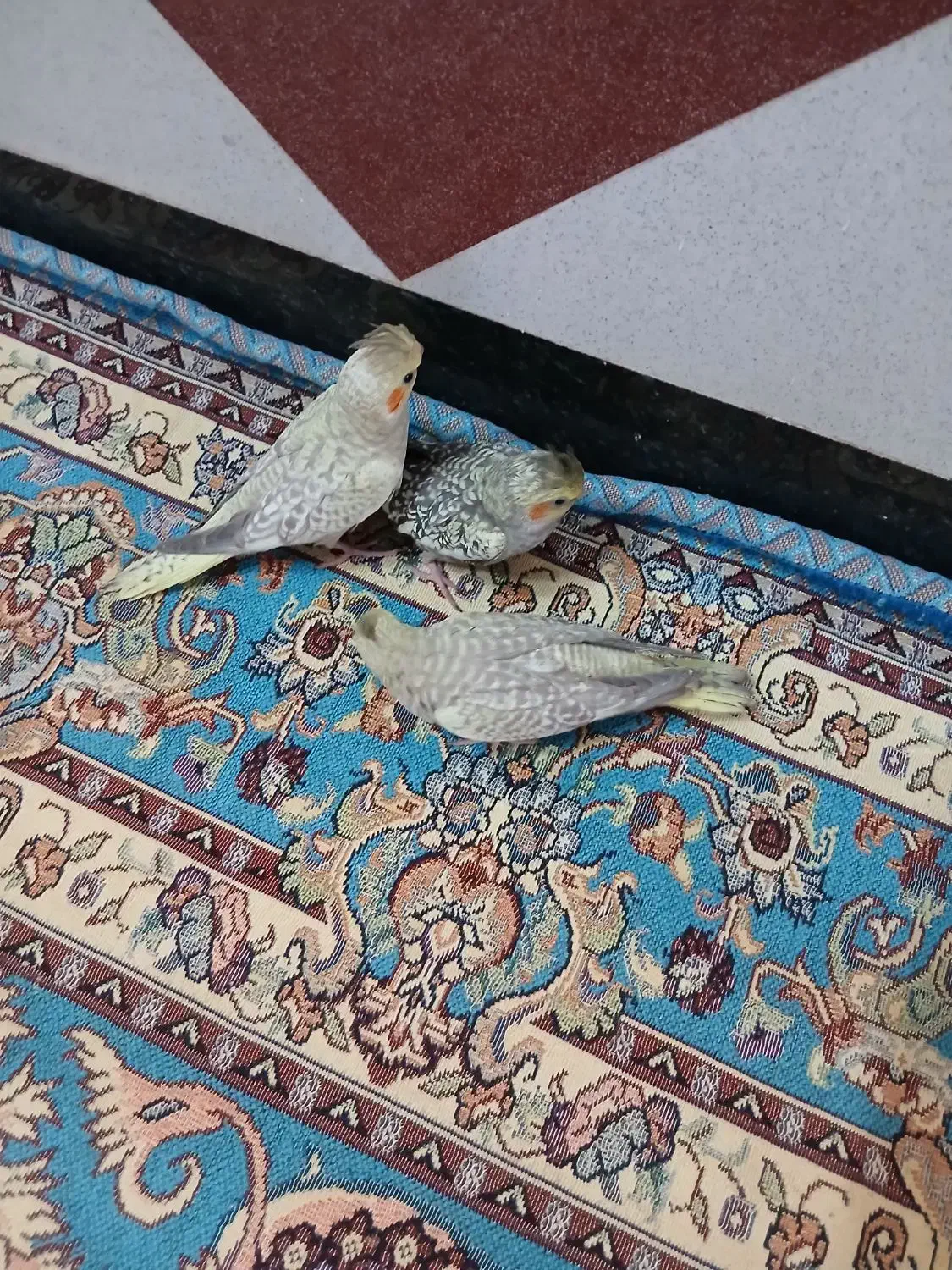 عروس هلندی گلباقالی سرلاکی|پرنده|لالجین, |دیوار