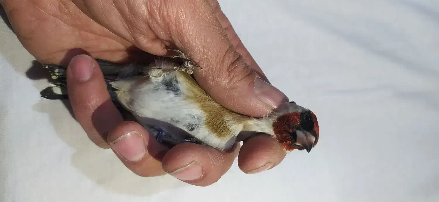 سهره حلب دار|پرنده|همدان, |دیوار