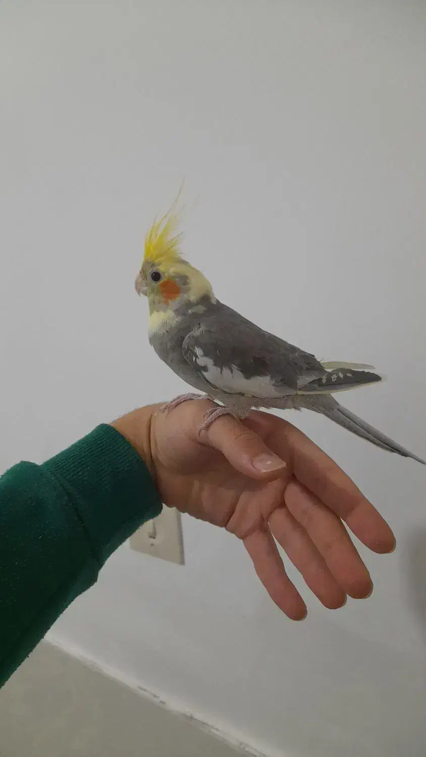 عروس جوانه دستی|پرنده|آزادشهر, |دیوار