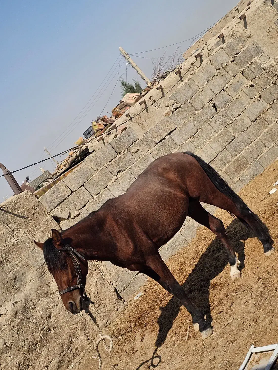 حیوانات|حیوانات مزرعه|هیرمند, |دیوار