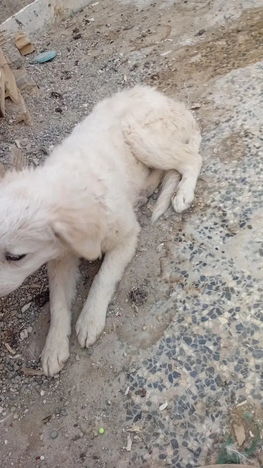 سگ پاپی|سگ|خمینی‌شهر, |دیوار