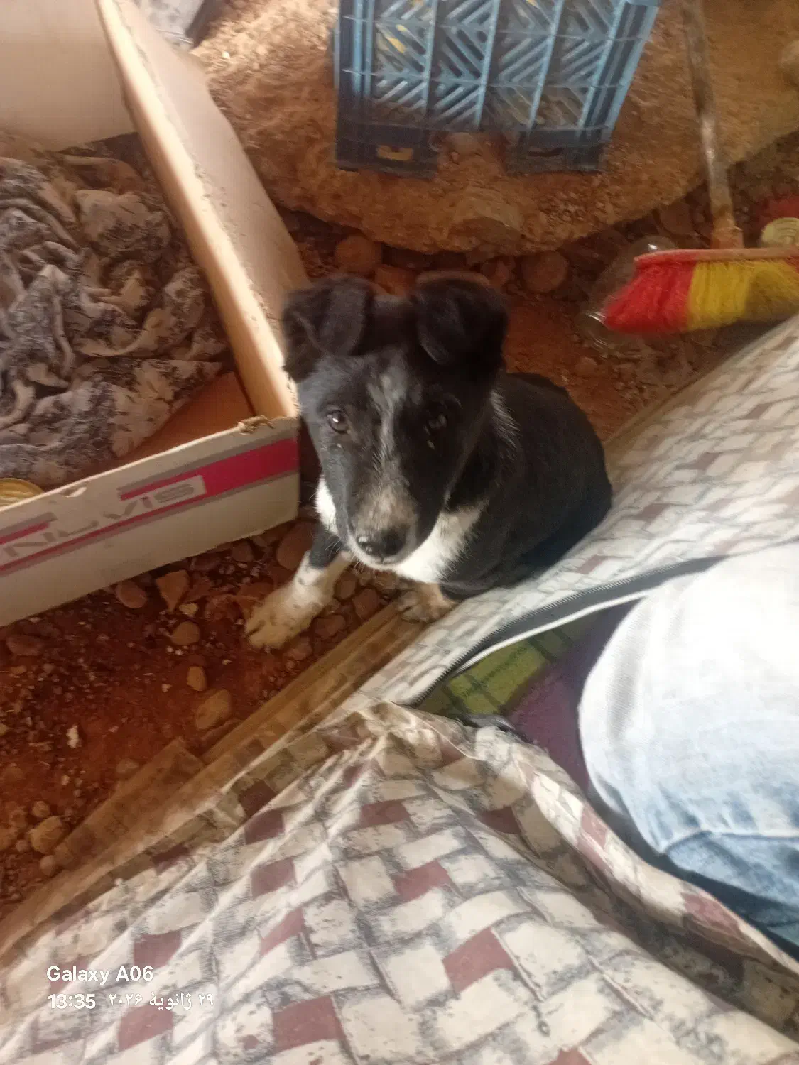 توله سگ سرابی|سگ|شیراز, کوشک میدان|دیوار