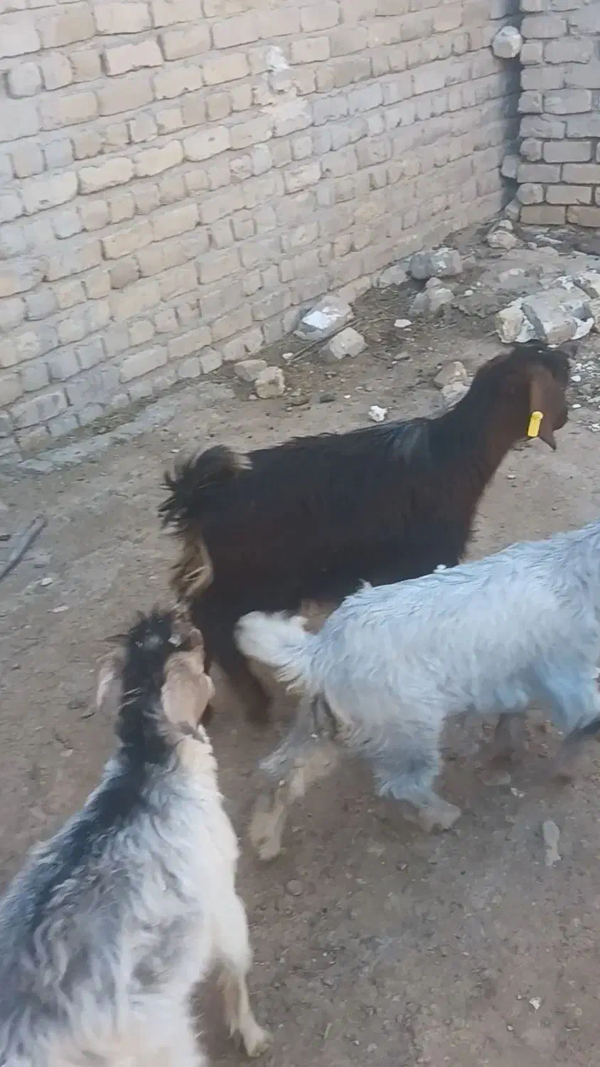 بزغاله|حیوانات مزرعه|قم, بلوار امین و ساحلی|دیوار