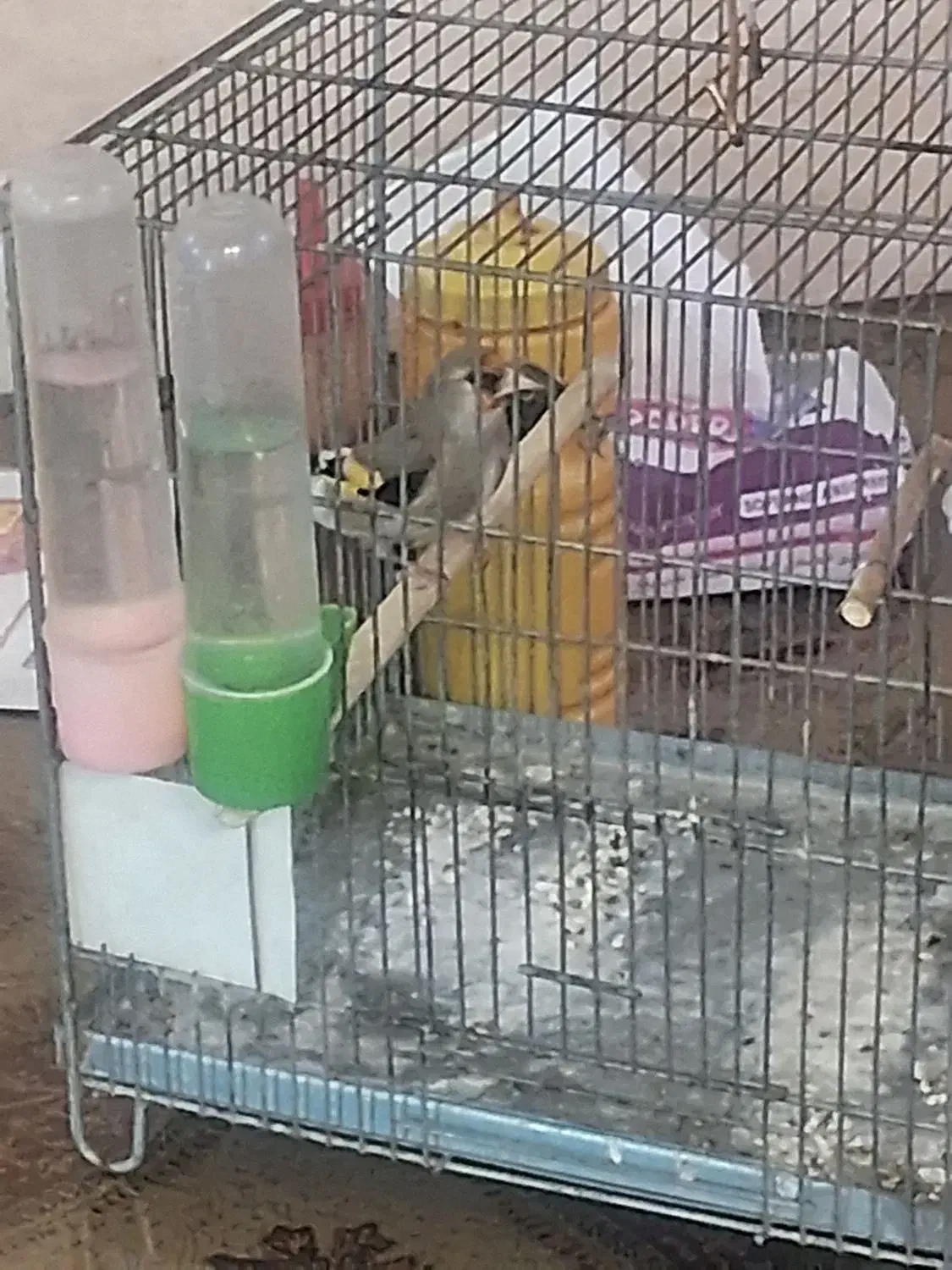 سهره نر کرمونی|پرنده|پردیس, شهرک صنعتی کمرد|دیوار