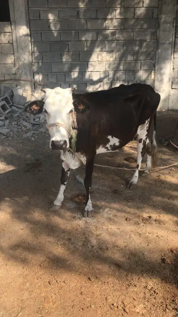 گاو فروشی شهر بندزرک|حیوانات مزرعه|بند زرک, |دیوار