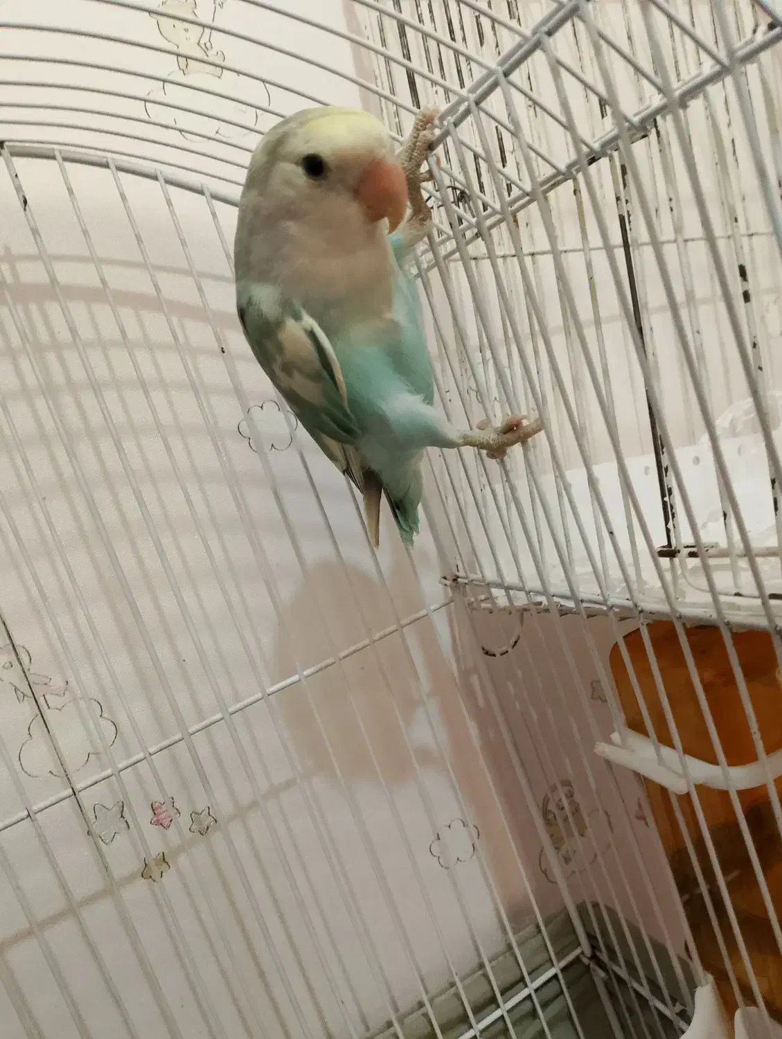 طوطی برزیلی خاص و زیبا|پرنده|تهران, حر|دیوار