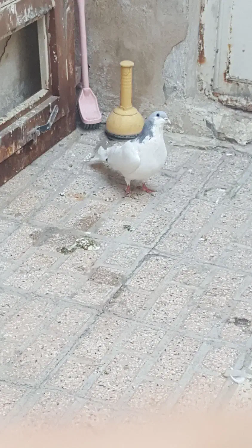 کفتر چپ|پرنده|مشهد, سجادیه|دیوار