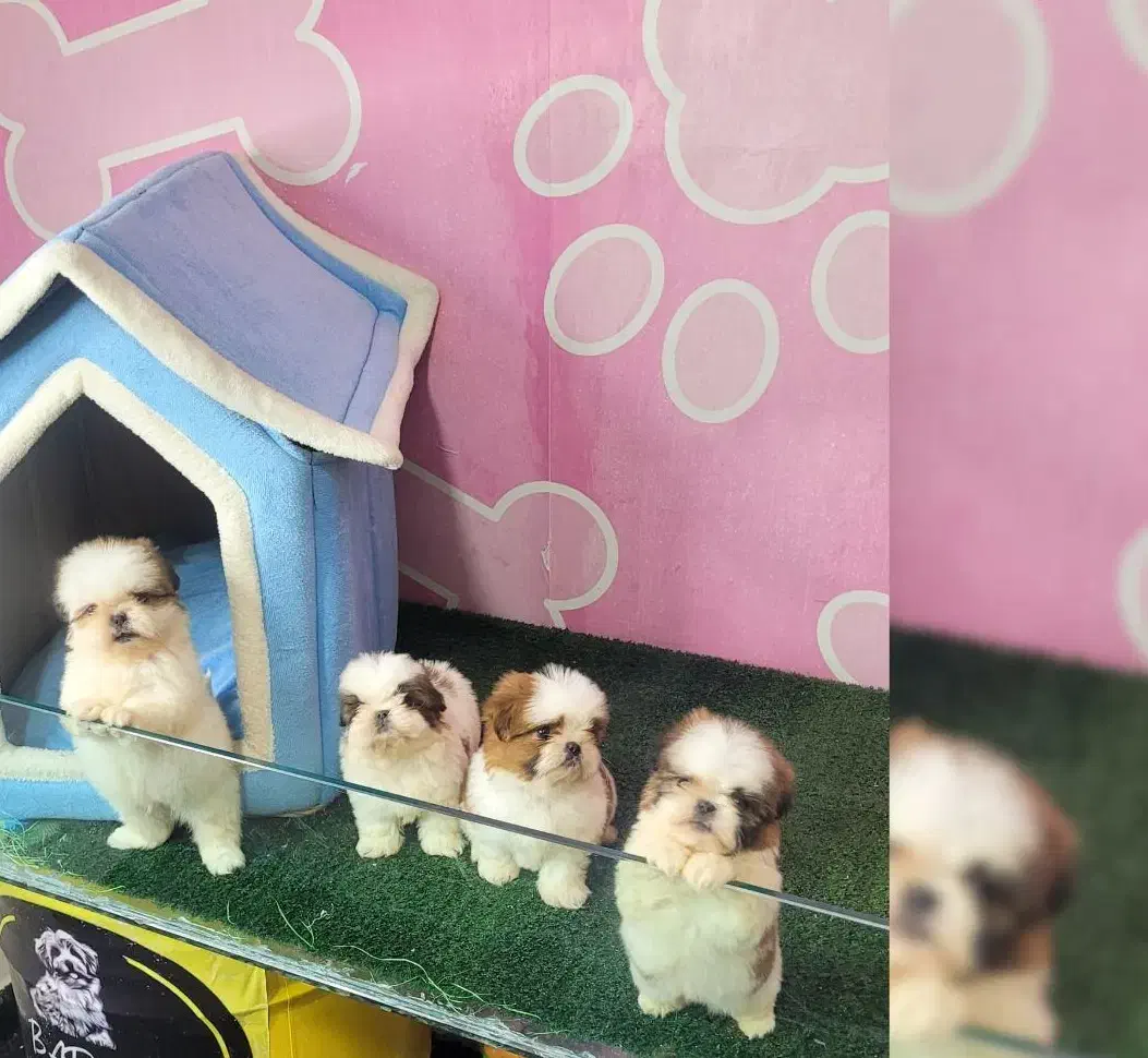 شیتزو سوپر فلت|سگ|کرمان, |دیوار