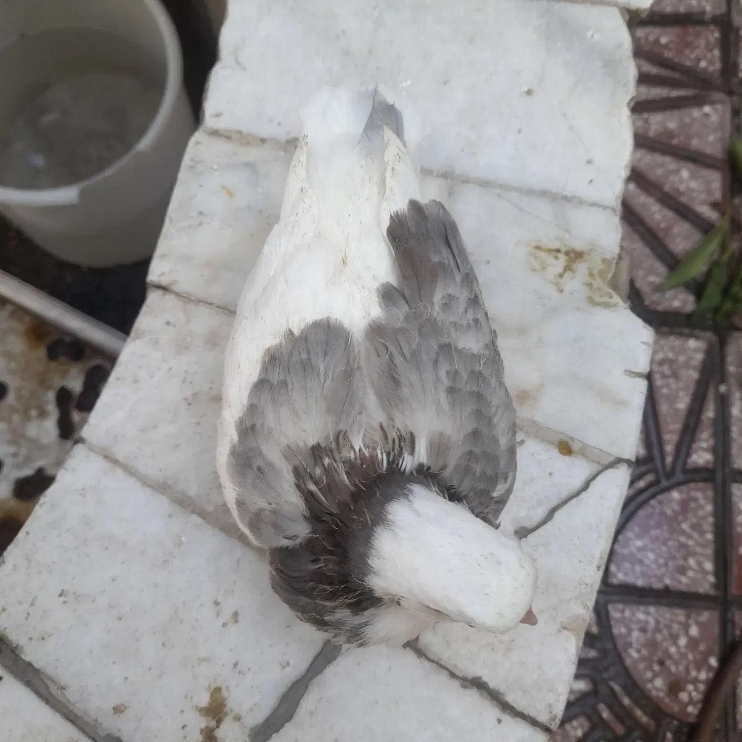 طوقی درجه ۱ سینه آبی طوقی تریاکی شازده ساعت بالا|پرنده|شهمیرزاد, |دیوار