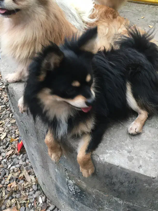 پامر روباهی بلک ان تن  رنگ کمیاب نر|سگ|رشت, حومه رشت|دیوار