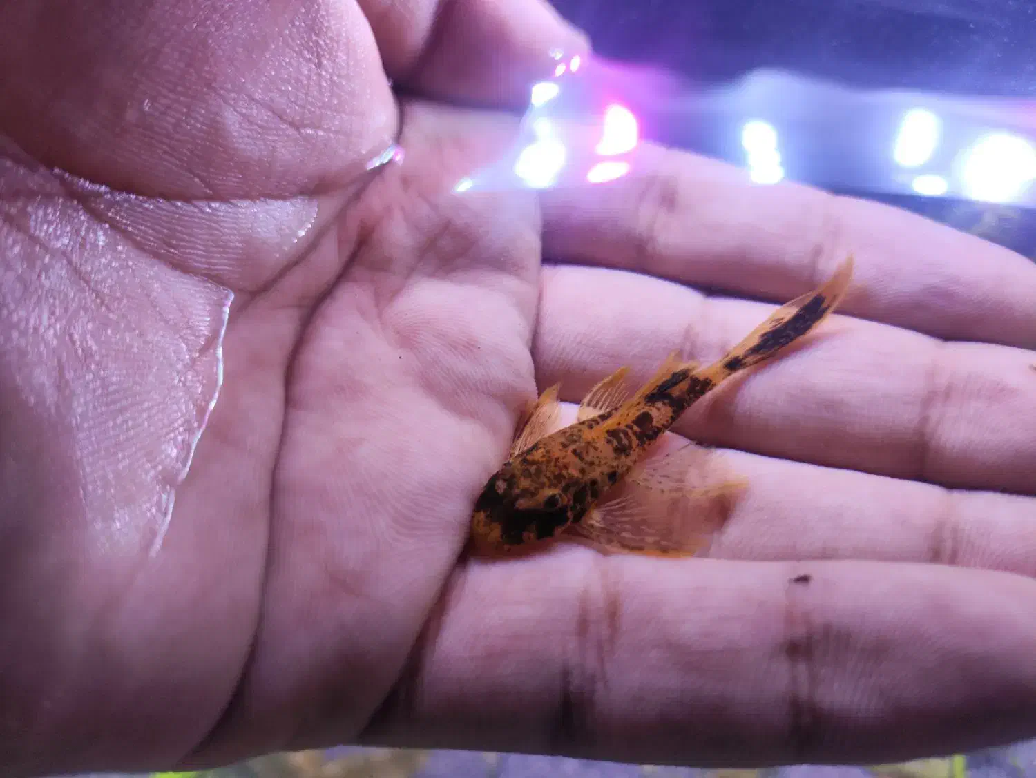 تیم نظافت آکواریوم کوریدوراس  انواع کت خاص شارژ شد|ماهی|مشهد, فاطمیه|دیوار