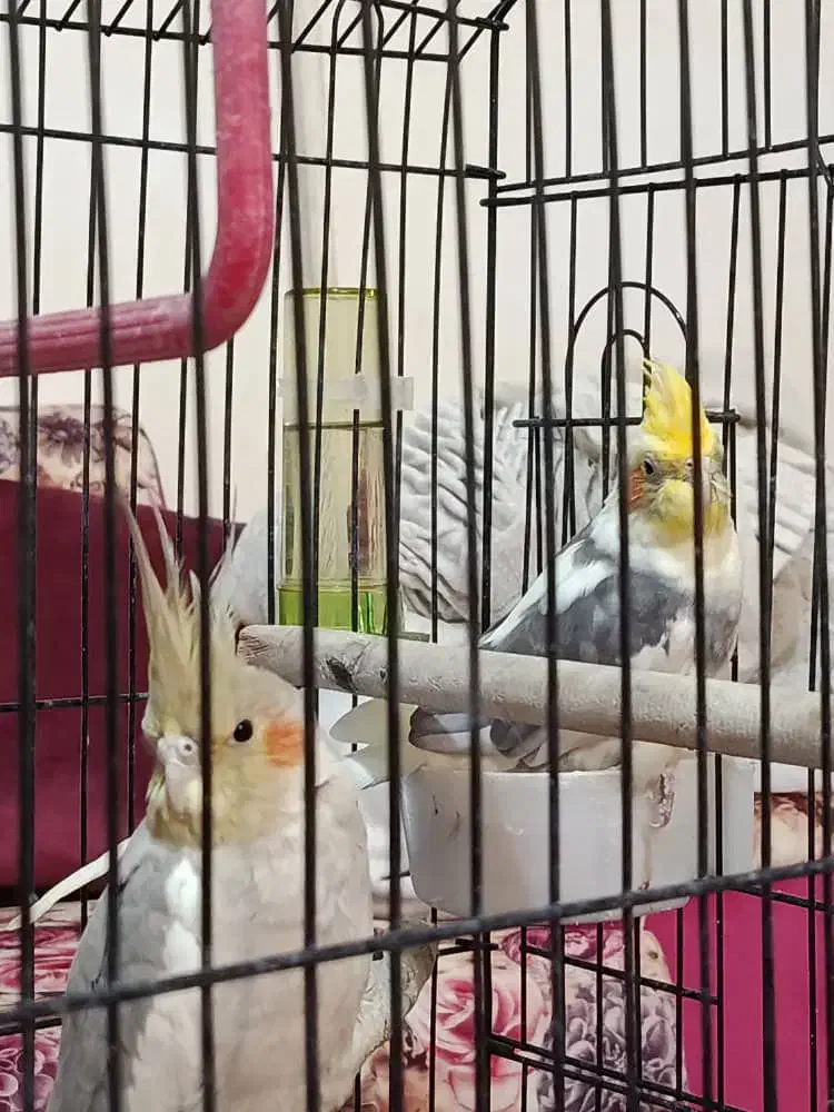 دو عدد عروس هلندی|پرنده|یزد, |دیوار