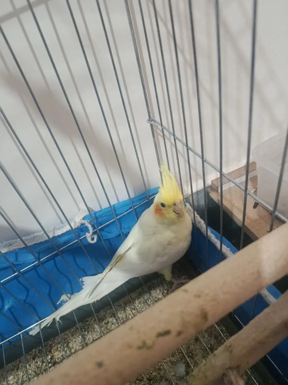 عروس هلندی نر ده ماهه 600|پرنده|برخوار, |دیوار